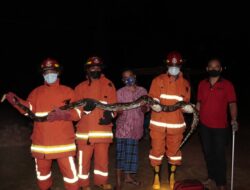 Tim Damkar Trenggalek Berhasil Evakuasi 2 Ular Sanca Di Tempat Berbeda