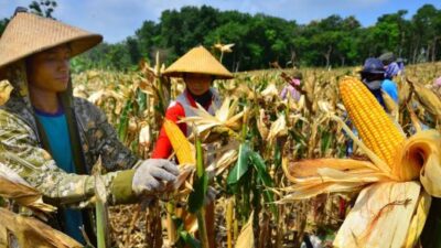 Setelah Beberapa Kali Melonjak, Kini Harga Pangan Dunia Turun