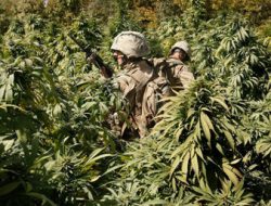 Taliban Jadikan Ganja Sebagai Komoditas Andalan Untuk Dongkrak Perekonomian