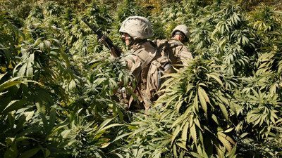 Taliban Jadikan Ganja Sebagai Komoditas Andalan Untuk Dongkrak Perekonomian