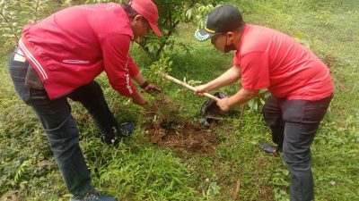 Peringati HUT PDI Perjuangan, DPC PDIP Trenggalek Lakukan Penghijauan di Kawasan Wisata Mapahan