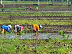 Provinsi Jatim Menjadi Provinsi Penghasil Padi Terbesar di Indonesia