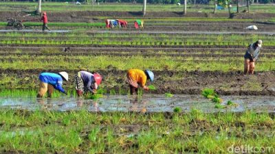 Provinsi Jatim Menjadi Provinsi Penghasil Padi Terbesar di Indonesia