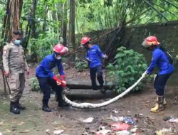 Ular Python Sepanjang 4,5 Meter Berhasil Dievakuasi Petugas Damkar Trenggalek