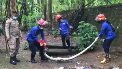 Ular Python Sepanjang 4,5 Meter Berhasil Dievakuasi Petugas Damkar Trenggalek