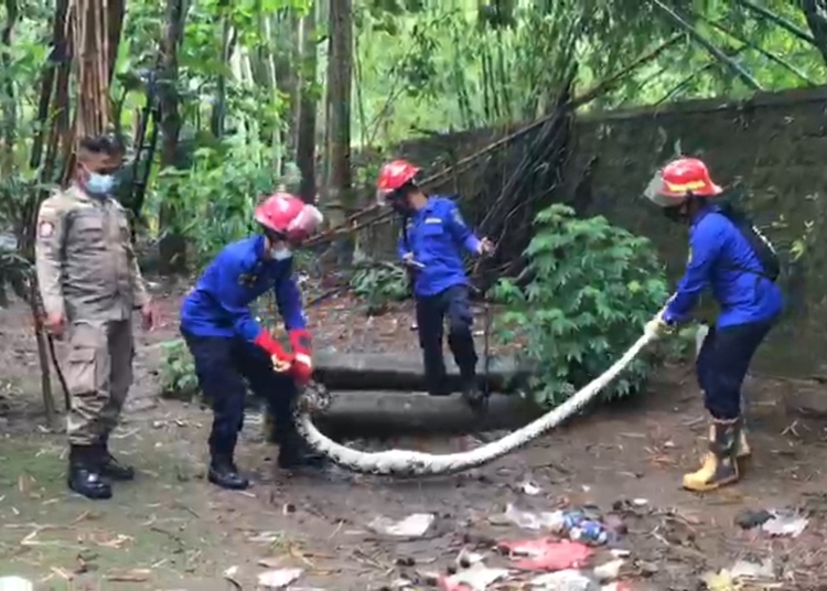 Ular Python Sepanjang 4,5 Meter Berhasil Dievakuasi Petugas Damkar Trenggalek