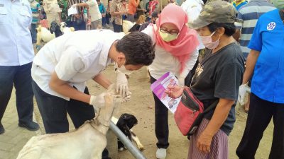 Ribuan Hewan Berkaki 4 Di Jatim Terpapar PMK, Trenggalek Gelar Pencegahan dan Deteksi Dini