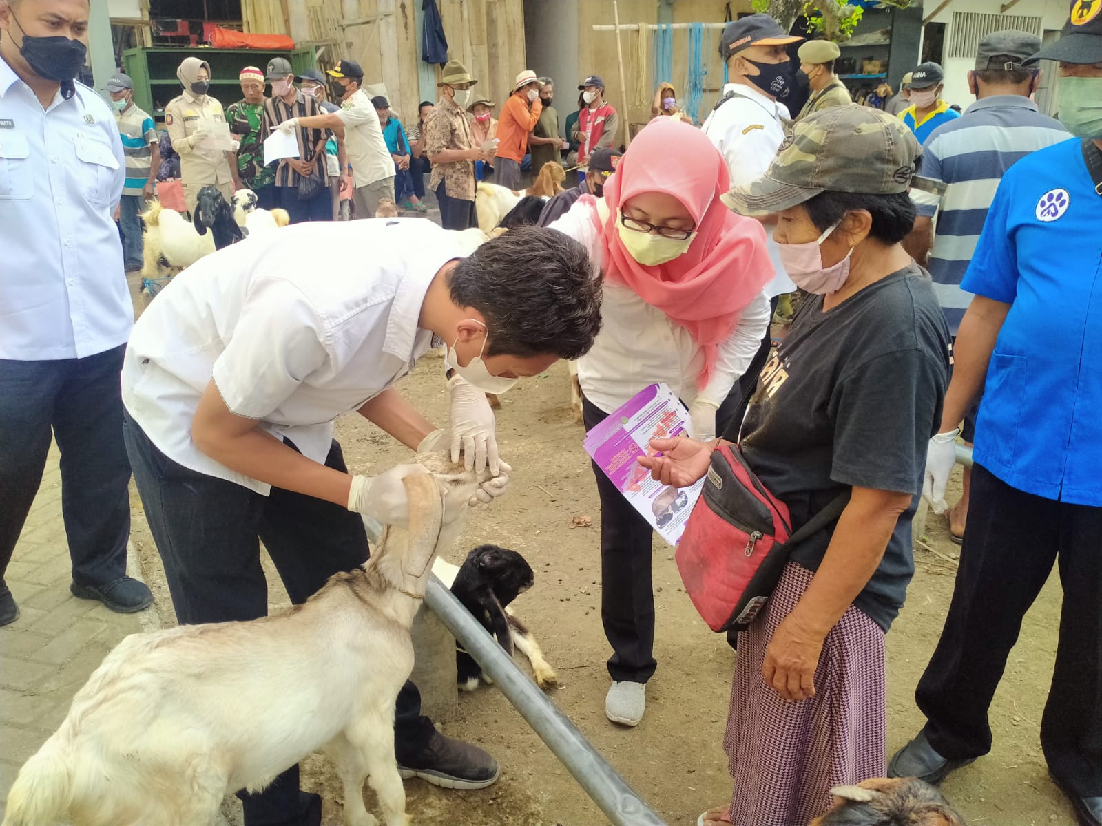 Ribuan Hewan Berkaki 4 Di Jatim Terpapar PMK, Trenggalek Gelar Pencegahan dan Deteksi Dini