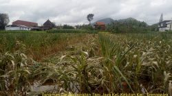 Akibat Banjir Ratusan Hektar Lahan Pertanian Rusak, Dinas Pertanian Trenggalek Usulkan Bantuan Benih Padi