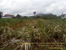 Akibat Banjir Ratusan Hektar Lahan Pertanian Rusak, Dinas Pertanian Trenggalek Usulkan Bantuan Benih Padi