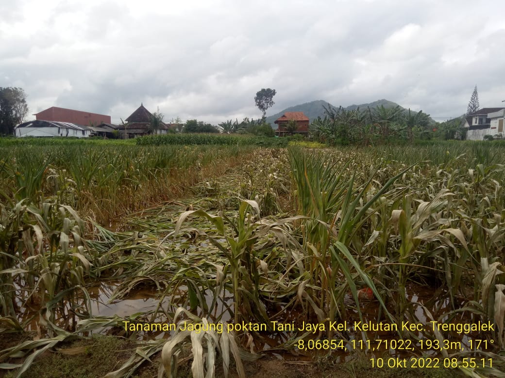 Akibat Banjir Ratusan Hektar Lahan Pertanian Rusak, Dinas Pertanian Trenggalek Usulkan Bantuan Benih Padi