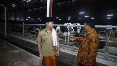 Investor Sapi Perah Masuk Ke Desa Boto Putih, Bupati Arifin Sambut Positif