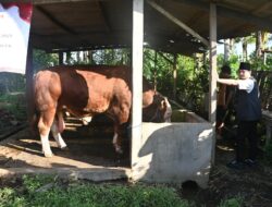 Bupati Arifin Tinjau Sapi Asal Desa Gembleb Yang Dijadikan Hewan Kurban Presiden Prabowo