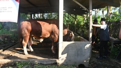 Bupati Arifin Tinjau Sapi Asal Desa Gembleb Yang Dijadikan Hewan Kurban Presiden Prabowo