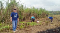 Dukung Program Kedaulatan Pangan Dari Presiden Prabowo, Kader Gerindra Trenggalek Geluti Usaha Perkebunan Tebu