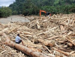 Ribuan Kayu Gelondongan Diduga Memperparah Bencana Banjir di Sumatera