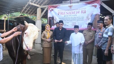 Wabup Syah Serahkan Sapi Khurban Presiden Prabowo di Trenggalek